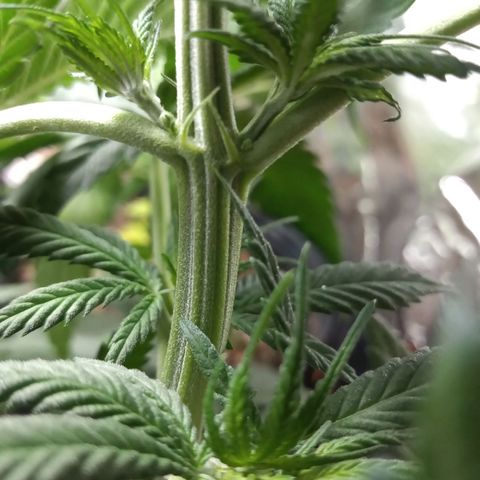 Pepeweed growlog timeline photo