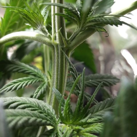 Pepeweed growlog timeline photo