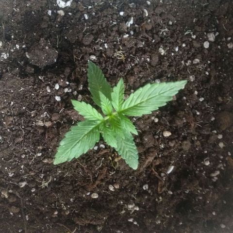 Ballena 1 growlog timeline photo