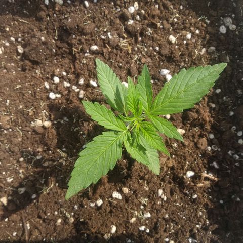 Ballena 1 growlog timeline photo