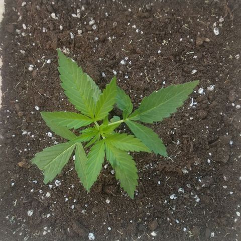 Ballena 1 growlog photo: Un gato??