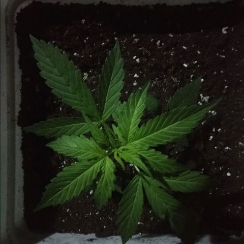 Ballena 1 growlog timeline photo