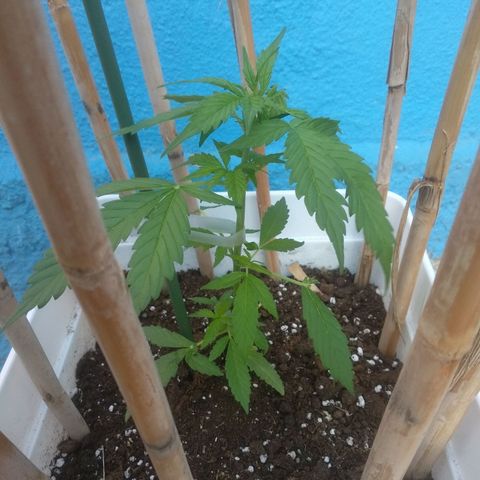 Ballena 1 growlog photo: Gatos de nuevo le he puesto refuerzos