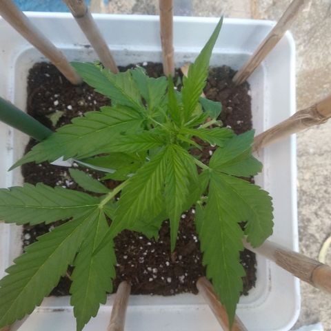 Ballena 1 growlog photo: Gatos de nuevo le he puesto refuerzos