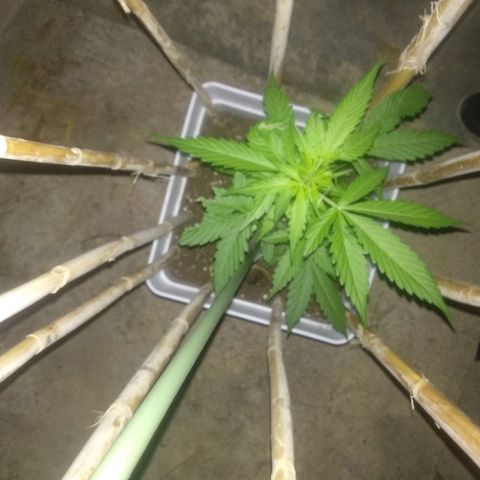 Ballena 1 growlog timeline photo