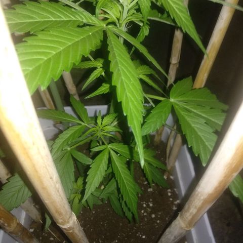 Ballena 1 growlog timeline photo