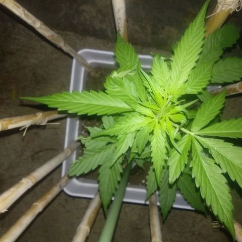 Ballena 1 growlog timeline photo