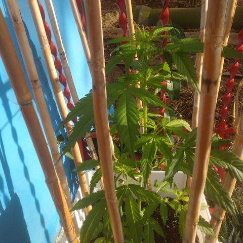 Ballena 1 growlog timeline photo