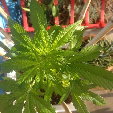 Ballena 1 growlog timeline photo
