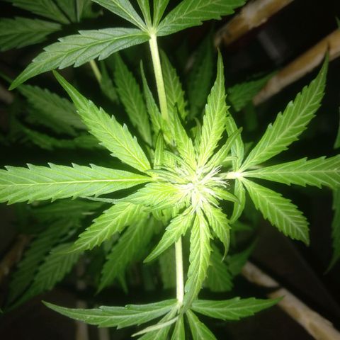 Ballena 1 growlog timeline photo