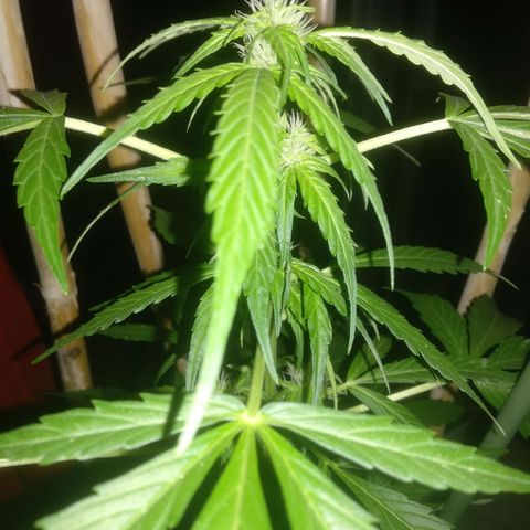 Ballena 1 growlog timeline photo