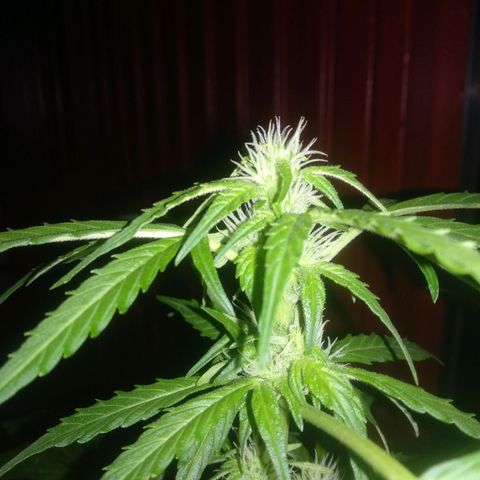 Ballena 1 growlog timeline photo