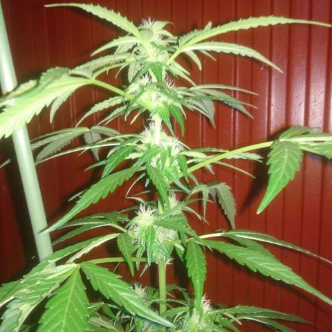 Ballena 1 growlog timeline photo