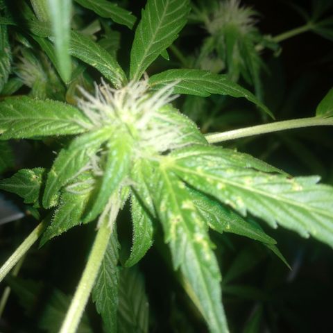 Ballena 1 growlog timeline photo
