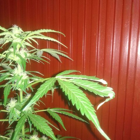 Ballena 1 growlog timeline photo