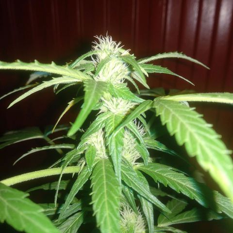 Ballena 1 growlog timeline photo