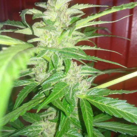 Ballena 1 growlog timeline photo