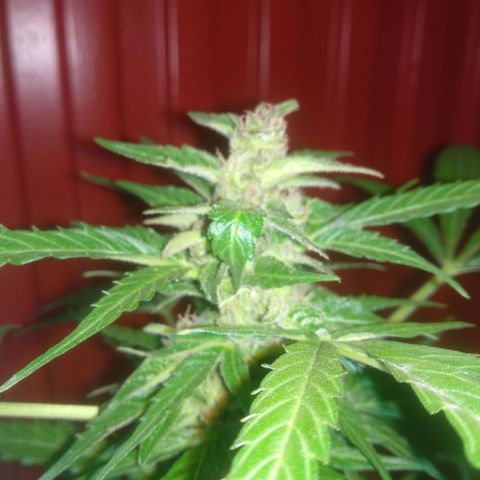 Ballena 1 growlog timeline photo