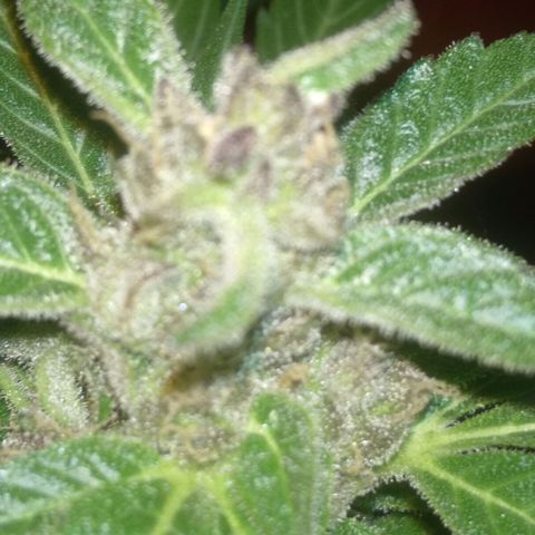 Ballena 1 growlog timeline photo
