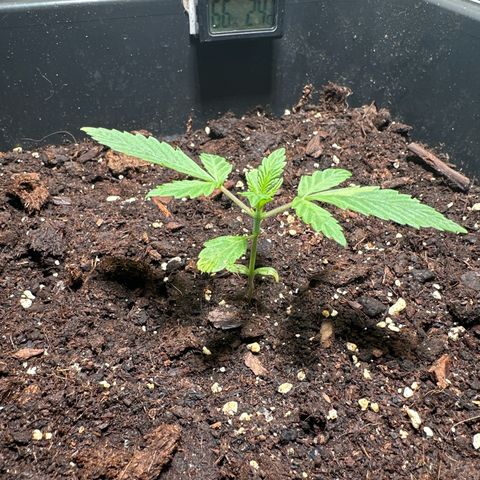 O.G. Kush growlog timeline photo