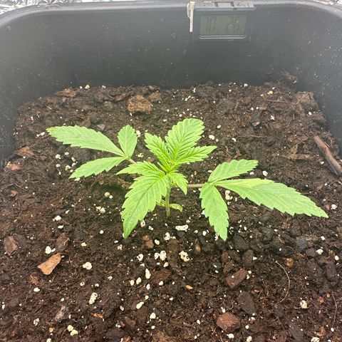 O.G. Kush growlog timeline photo