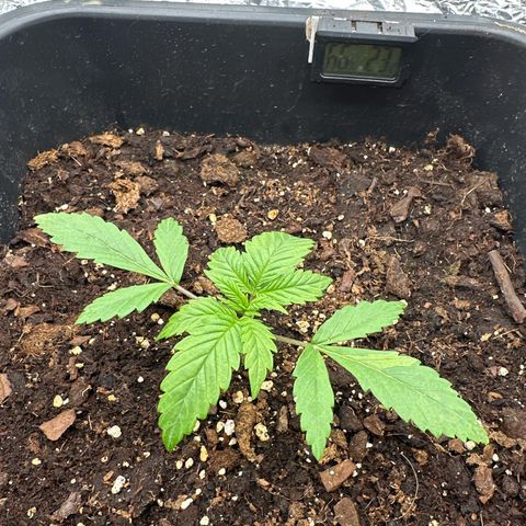 O.G. Kush growlog timeline photo