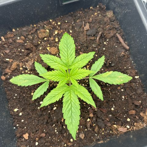 O.G. Kush growlog timeline photo