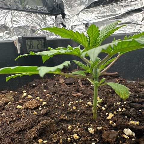 O.G. Kush growlog timeline photo