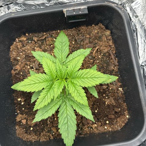 O.G. Kush growlog timeline photo