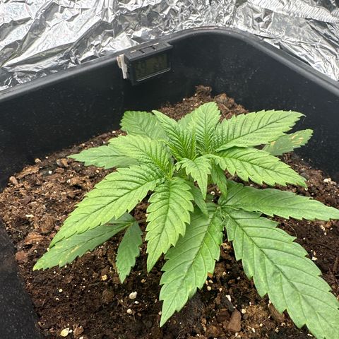 O.G. Kush growlog timeline photo