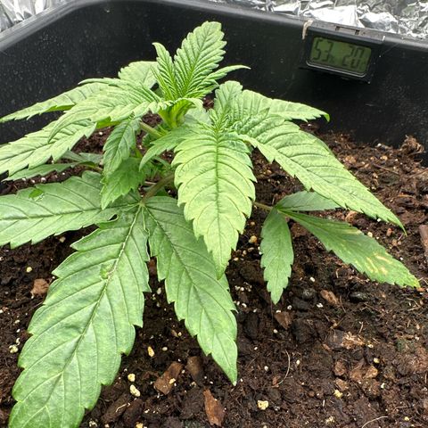 O.G. Kush growlog timeline photo