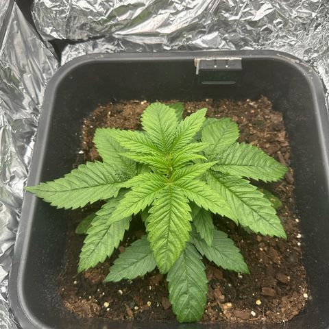O.G. Kush growlog timeline photo