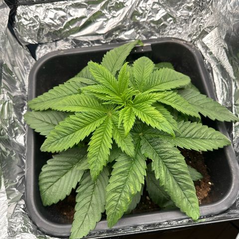 O.G. Kush growlog timeline photo
