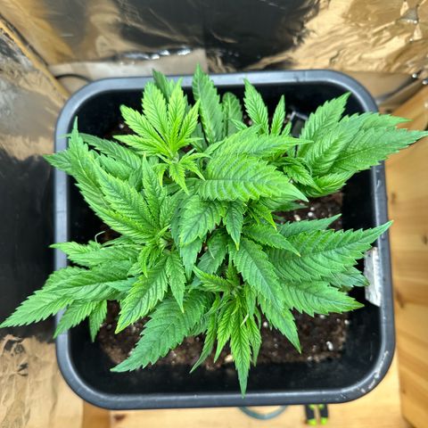 O.G. Kush growlog timeline photo