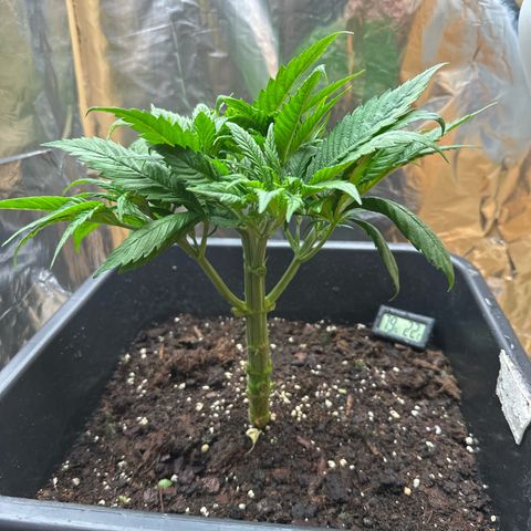 O.G. Kush growlog timeline photo