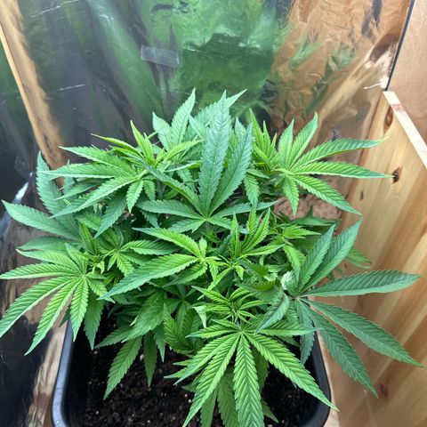 O.G. Kush growlog timeline photo