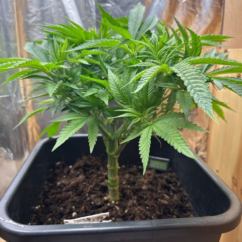 O.G. Kush growlog timeline photo