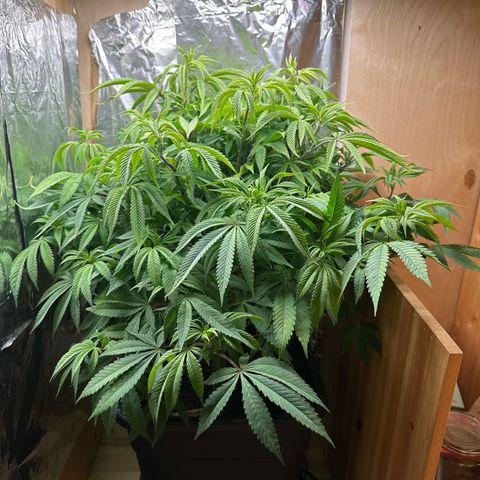 O.G. Kush growlog timeline photo