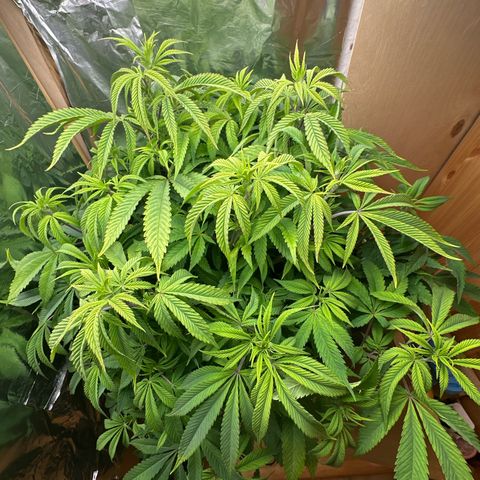 O.G. Kush growlog timeline photo