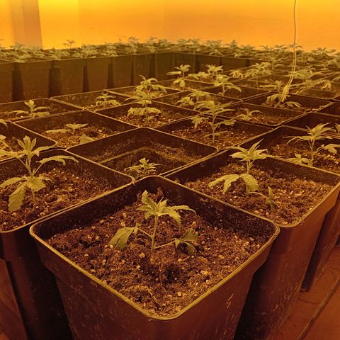 Mimosas growlog timeline photo