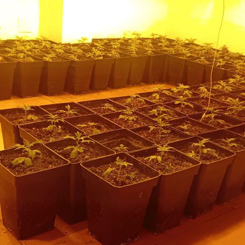 Mimosas growlog timeline photo