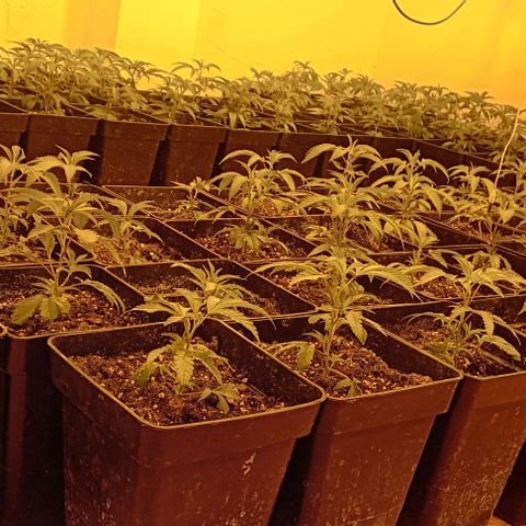 Mimosas growlog timeline photo