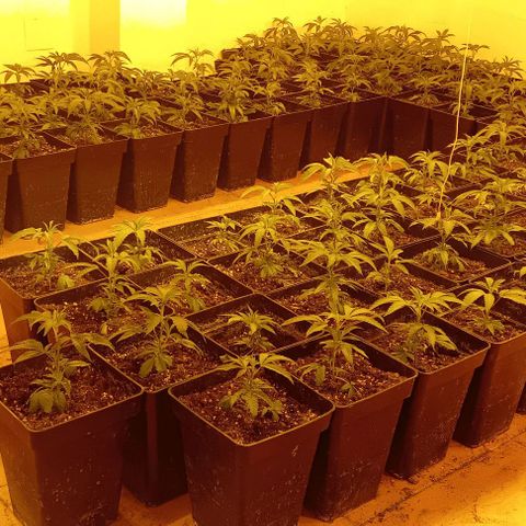 Mimosas growlog timeline photo