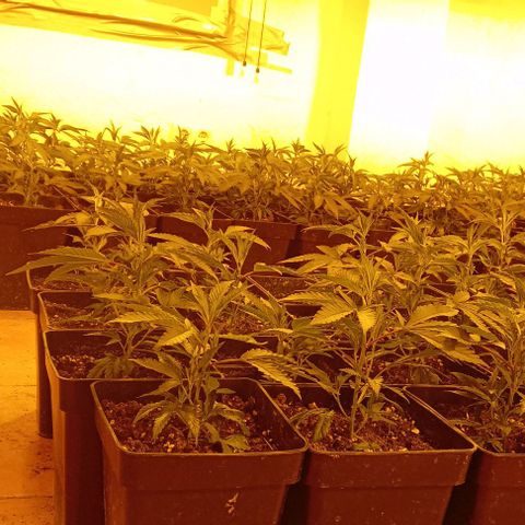 Mimosas growlog timeline photo