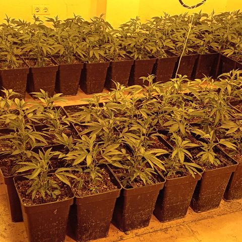 Mimosas growlog timeline photo