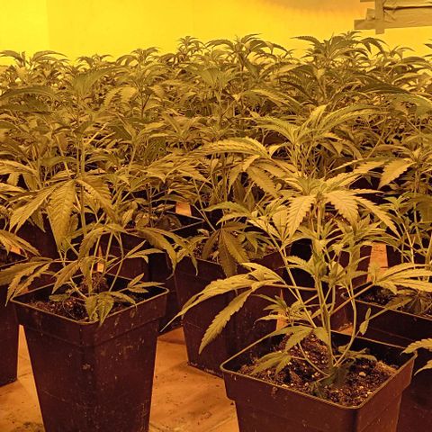 Mimosas growlog timeline photo
