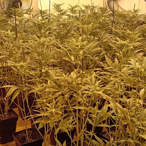 Mimosas growlog timeline photo