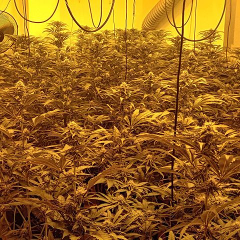 Mimosas growlog timeline photo