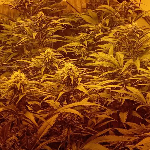Mimosas growlog timeline photo