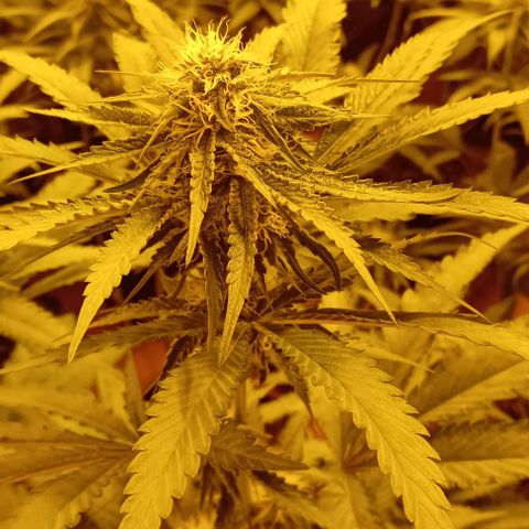 Mimosas growlog timeline photo